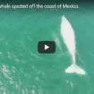 Check Out This Video Of Rare Albino Gray Whale