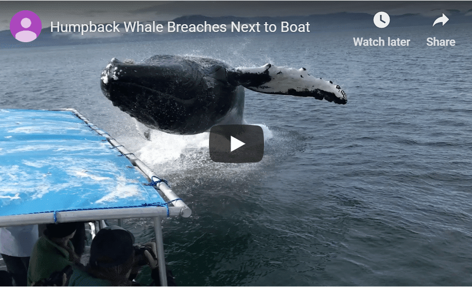 Humpback Whale Breaches Right Next To Tour Boat