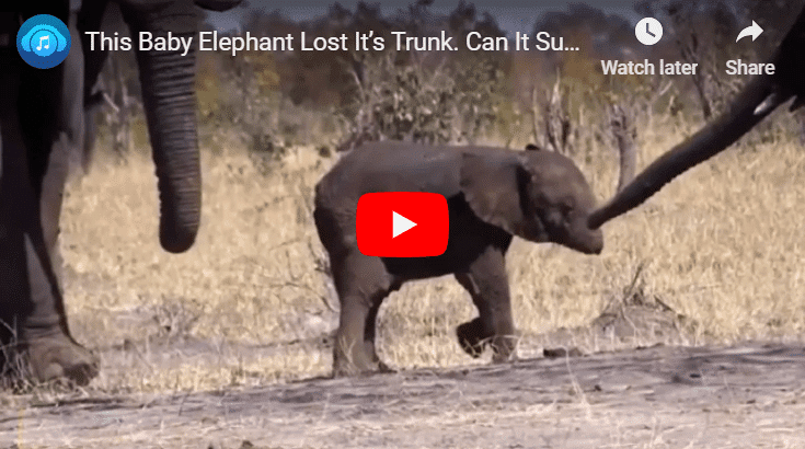 Tragic Images Of Elephant Calf Without Trunk