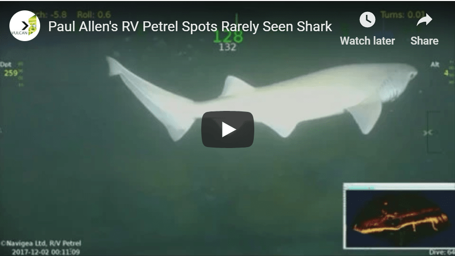 Rare Footage Of Sixgill Shark