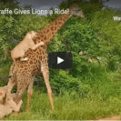 Check Out This Video Of Lions Trying To Take Down A Giraffe