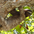 Adopt a Sloth