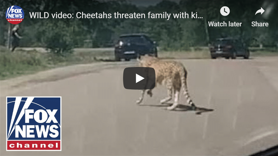 Watch Tourist Family Narrowly Escape Cheetah Attack