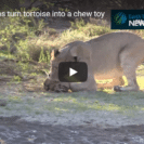 Check Out These Two Lion Cubs Trying To Make A Meal Of A Tortoise