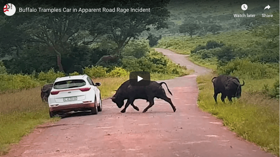 Check Out This Video Of A Buffalo Lashing Out At Car 