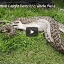 Astonishing Footage Of Python Devouring Wallaby