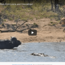 Check Out Video Of Buffalo Bull Fending Of Crocodile And Lion Pride 