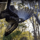Crazy Video Of Python Devouring Large Bird 