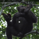 Video Of Chimpanzees Engaging In Previously Unseen Behavior