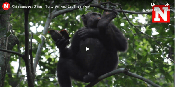 Video Of Chimpanzees Engaging In Previously Unseen Behavior