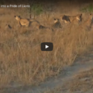 Safari Guide Lands In A Lion Mess