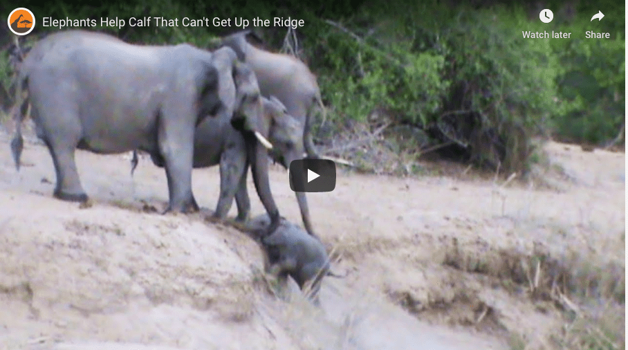 Elephant Calf In Trouble Rescued By Herd