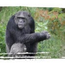 Adopt a Chimp