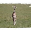 Adopt a Giraffe