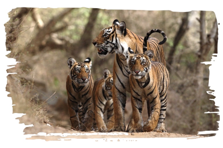 Adopt a Tiger at udopt.co.uk