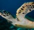 New App Aims To Help Endangered Turtles