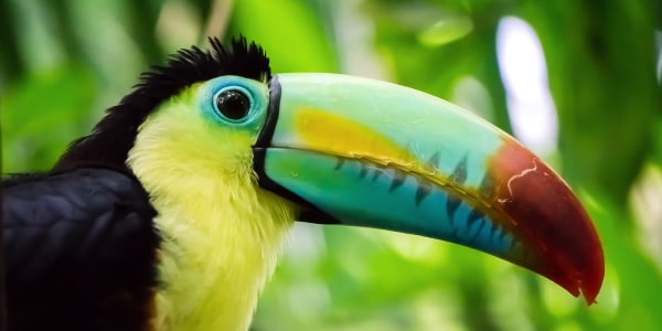 Tropical